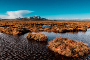 Peatland formation